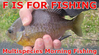 Multispecies Morning Fishing