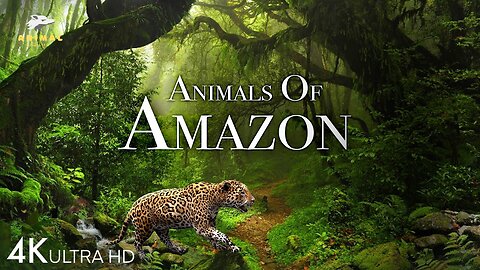 The Hidden Animals of the Amazon Rainforest Revealed .