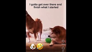 Crazy Dog 🐶😂@honeybeeshomestead @Late_Night_MrP @Just_Me_Sue @kristen.r #funny #misfits