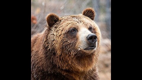 Epic grizzly bear fight!