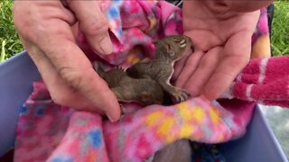 Wildlife rehabilitators are caring for orphaned baby squirrels