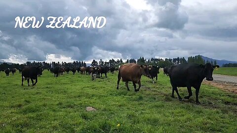 How 6.2 Million Cows Polluting New Zealand 🇳🇿
