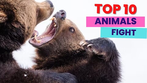 Top 10 Animals Fighting the Wrong Enemy | Animals who messed with the Wrong Enemy