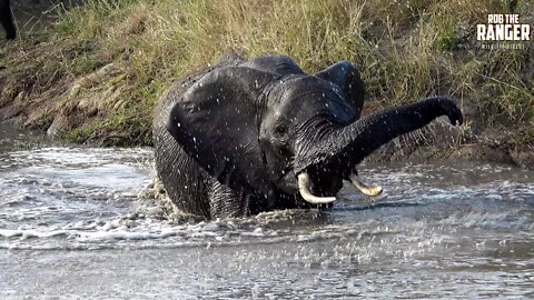 Watch These Elephants Having Fun At A Waterhole! (Introduced By Nicky's Toy Box)