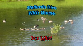 Mallards Dive With Geese