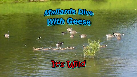 Mallards Dive With Geese