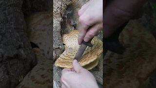 Foraging a Mushroom that Smells like Watermelon! Bushcraft / survival skills