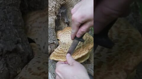 Foraging a Mushroom that Smells like Watermelon! Bushcraft / survival skills