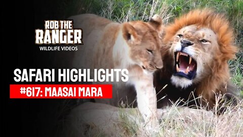 Safari Highlights #617: 20th August 2021 | Maasai Mara/Zebra Plains | Latest Wildlife Sightings