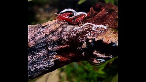 Red Fire Shrimp takes a stroll above water