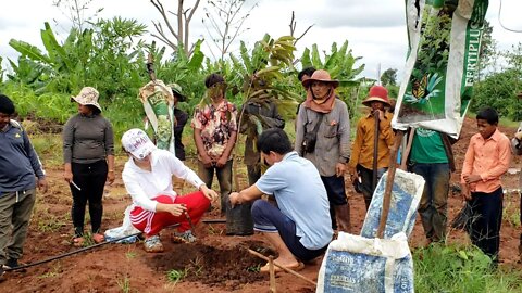 (09.10.2020) របៀបដាំទុរេន / How To Grow The Durian (EXM Agriculture) Part 2