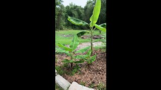 Growing Tropical plants in florida