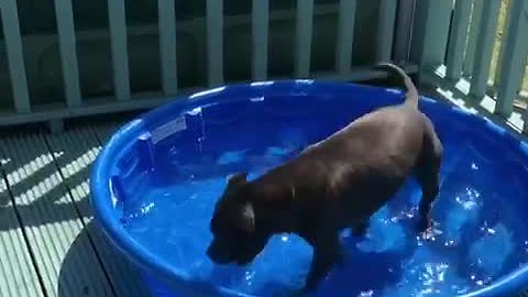 Funny Dog Barks At Her Shadow In The Pool