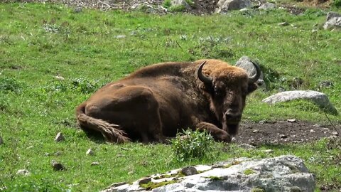 Closeup bison in national park Dombai, Caucasus, Russia, Europe