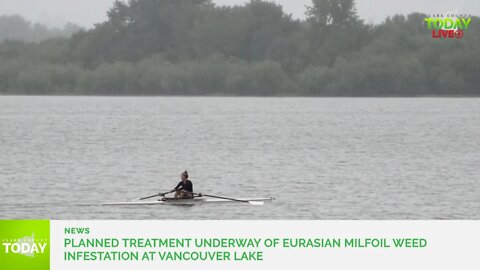 Planned treatment underway of Eurasian milfoil weed infestation at Vancouver Lake