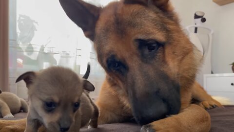 German Shepherd Reacts to Puppies seen for the First Time
