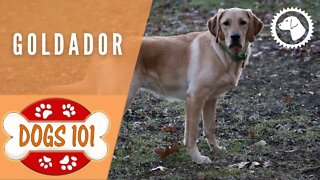 Dogs 101 - GOLDADOR - Top Dog Facts about the GOLDADOR | DOG BREEDS 🐶 #BrooklynsCorner