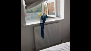 Macaws fly out the bedroom window