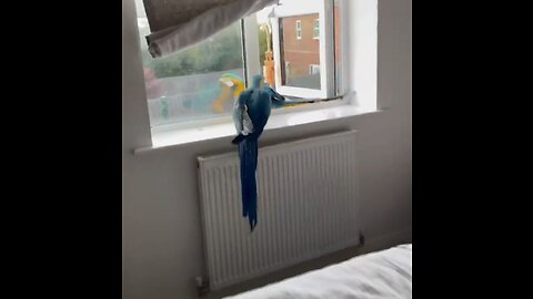 Macaws fly out the bedroom window