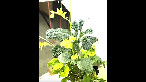 Calling All Aeroponic TowerGarden Fans!