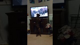 Dogs Don't Watch TV?