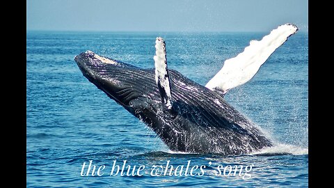 The blue whale song!