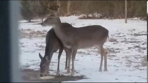 Deer Eating The Corn - Bucks and Does!
