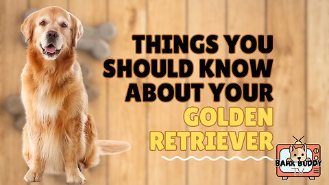 Bark Basics: Things you should know about your Golden Retriever