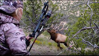 Monster Bull Elk