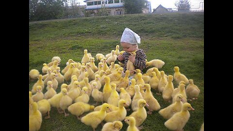 This Little Vietnamese cute is so scared to feeding cuople of duckling