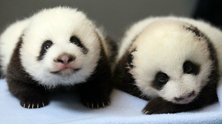 Baby Twin Pandas