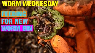 Worm Wednesday: First feeding for new worm bin. One pound red wigglers