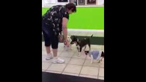 Obedience training a cat in a dress