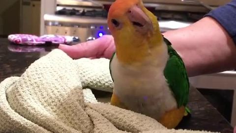 Parrot loves playing peekaboo with humans