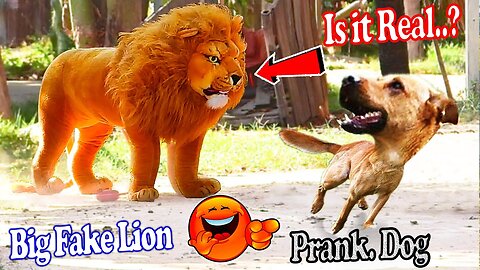 Troll Prank Dog Funny & fake Lion and Fake Tiger Prank To dog & Huge Box Prank to dog