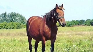 - COMO ENCONTRAR VÁRIOS VÍDEOS DE CAVALOS #cavalo #cavalos