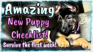 Amazing Guide to New Puppy Equipment! A Brilliant List for New Puppy!