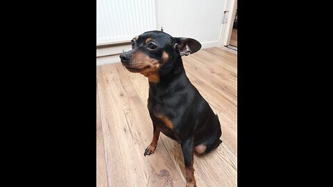 Miniature pinscher (Dobermann lookalike