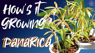 Panarica Orchid Care | Fertilizing | All Media & Set Ups | Growth Habit | Watering & BLOOMS!! 😍