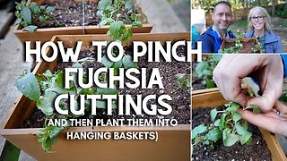 😃 How to Pinch Fuchsia Cuttings (and Plant Them) 😃