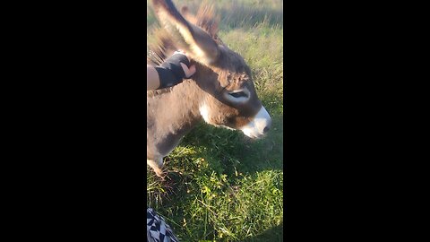 Walking in a field of cows trying to get a video of the new calf.