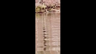 Whitetail deer swimming river in Alabama like it’s a small creek