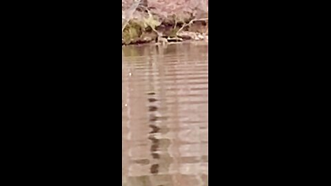 Whitetail deer swimming river in Alabama like it’s a small creek