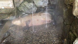 A female capybara enjoying the waterfall shower