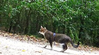 Cat Strolls through the Forest