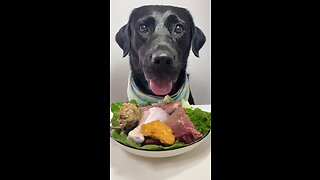 🐾 What Did Zorro Eat Today 😋 #Labrador #CutePetDiaries #PuppyLove #Shorts #ASMR #Dog #Pet #Pets