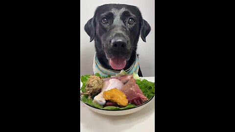 🐾 What Did Zorro Eat Today 😋 #Labrador #CutePetDiaries #PuppyLove #Shorts #ASMR #Dog #Pet #Pets