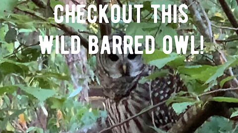 Checkout This Wild Barred Owl! 🦉