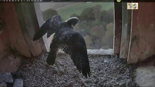 Gaia fledged at 5:54 am.11-15-19