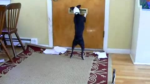 Dog Patiently Waits For Mail And Immediately Tears It To Shreds